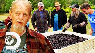 Mark amp Digger Turn TONS Of Grapes Into Brandy Moonshine  Moonshiners [upl. by Kassaraba]