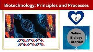 Biotechnology principles and processes class 12 Video 6 [upl. by Adnylam]