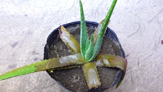 Easy Way To Save A Rotting Aloe vera Plant [upl. by Suirtemed724]