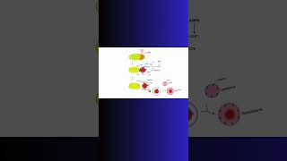 AUTOPHAGY and LYSOSOMES cell autophagy lysosomes science physiology cellbiology [upl. by Yracaz428]