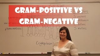 Gram Positive and Gram Negative Bacteria [upl. by Olsson15]