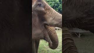 Feeding Bananas to Elephants  Elephant Sanctuary Thailand [upl. by Latsirhc]