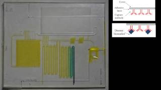 Capillary Driven Microfluidic Circuit for performing one Step Immunoassay [upl. by Adaliah678]