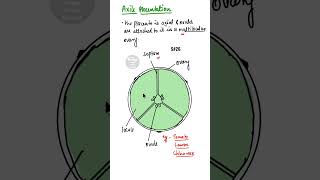 Axile Placentation shorts axileplacentation [upl. by Llenaj623]