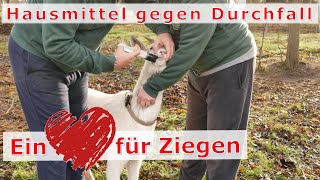 Ein Herz für Ziegen Was tun gegen Durchfall bei Ziegen 🐐 [upl. by Ilrahs]