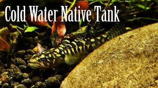 Feeding Time  500L Coldwater Aussie Native Aquarium [upl. by O'Kelly]