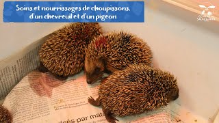 Centre de Sauvegarde  Les hérissons 🦔 [upl. by Shea]