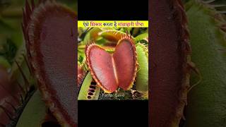 Venus Flytrap Plant facts [upl. by Orat]