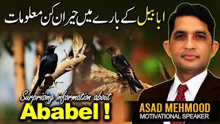 Interesting Facts About Ababil Bird Common Swift  Ababeel Ka Waqiya in Urdu by Dr Asad Mehmood [upl. by Shelman]