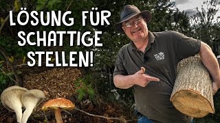 Pilze züchten im eigenen Garten 🍄  3 Anbau Methoden für Kräuterseitlinge amp Austernplize [upl. by Sanjiv]