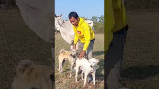 Bring a new breed dog 2025 again dog doglover cow [upl. by Decca]