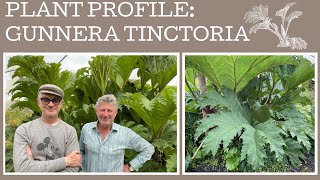 How to grow Gunnera Tinctoria a plant profile of this giant of the garden [upl. by Riccio]