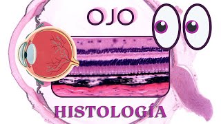 Histología de Ojo [upl. by Alleunamme446]