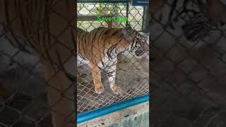 nice tiger and save tiger like share and subscribe this channel tigerbelly [upl. by Issim]