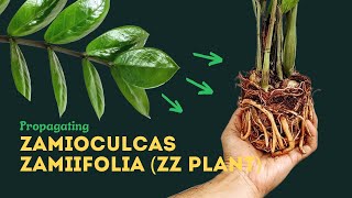 ZZ Plant Propagation Easiest Method [upl. by Galitea886]