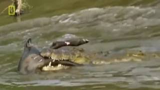 Unstoppable Crocodile The mysterious killer Crocodile King Croc Nat Geo Wild Documentary [upl. by Yeniffit630]