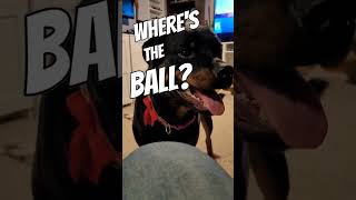 What ball dog dogs doglover [upl. by Basilio]