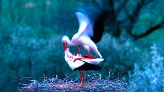 White Stork  Nature Documentary HD  Bird watching Ciconia ciconia [upl. by Affer812]