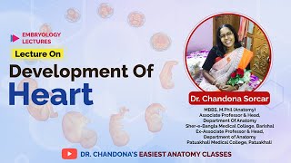 Lecture On Development Of Heart [upl. by Anirat]