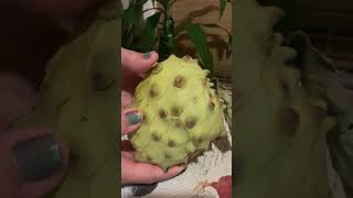 How To Tell When Your Cherimoya Fruit Is Ripe And Ready To Eat satisfying fruits shorts [upl. by Neitsirk]