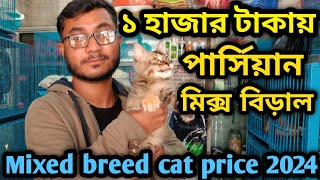 Mixed breed cat price in BangladeshCat price in 2023 Katabon animal market in Bangladesh persian [upl. by Jayson]