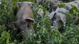 Bestes Fleisch vom Weideschwein [upl. by Manvell]