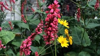 Shade loving plant  Firetail Persicaria amplexicaulis [upl. by Perry]