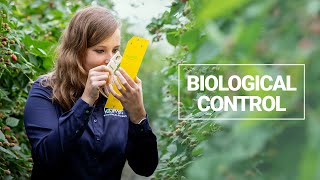 Why using biological control in crops [upl. by Eah191]