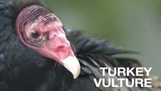 Creature Feature Turkey Vulture [upl. by Ahtelra164]