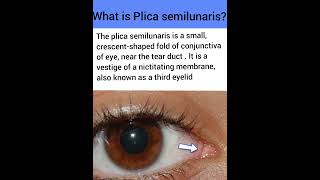 What is Plica semilunaris  Optometry Fans [upl. by Shanna]