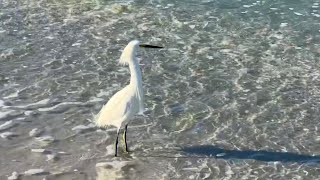 Snowy Egret at the Beach in North Naples Florida [upl. by Asilrak]