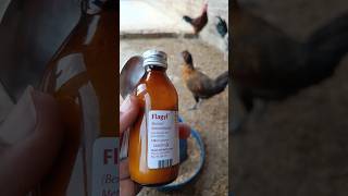 Metronidazole for Chickens and other Poultry Birds  Flagyl for Chickens  Very Well Medicine [upl. by Nwaf]