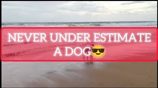 BEACH DOG GONE CRAZY😎 [upl. by Hendren]