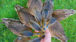 Mallard Duck Ducklings 7 Headed Hydra with Oats 4K [upl. by Okia8]