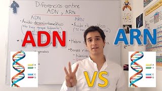 Diferencias entre ADN y ARN nivel experto para principiantes EN 5 MINUTOS [upl. by Platus848]