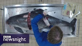 Autopsy of a Porpoise What killed it  BBC Newsnight [upl. by Gemoets897]