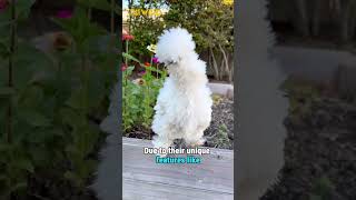 Silkie chickens are not found in the wild 🐔 shorts shortvideo chicken [upl. by Ribaj210]