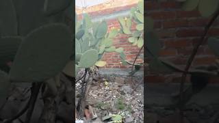 En el xoconostle Guanajuato 🇲🇽 shortsvideo [upl. by Erastes]