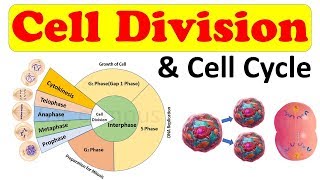 Cell biology  Cell Division  Cell Cycle  Amitosis Mitosis prophase Class 11 biology [upl. by Halsey326]