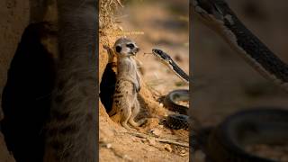 A meerkat hisses at a black mamba standing guard fiercely wildlife shortsviral animals cute [upl. by Hagi]