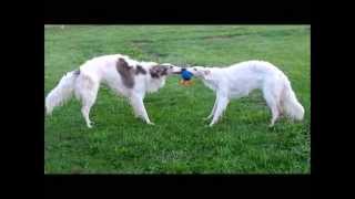 BORZOIS AT PLAY RUSSIAN WOLFHOUNDS [upl. by Anikahs552]