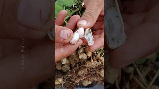 How to Grow Peanuts at Home 🥜 plants farming shorts [upl. by Bjork857]