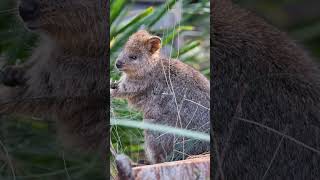 5 Reasons Quokkas Are the Worlds Happiest Animals [upl. by Feilak]