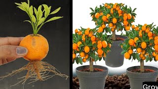 How to Grow Orange Trees from Seed to Harvest  Tips and Tricks for Growing Orange Trees [upl. by Eaton869]