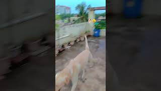 Buddy boy subscribe funnypet buddythelabrador doglover youtube funnylabrador petbuddy pets [upl. by Zoa]