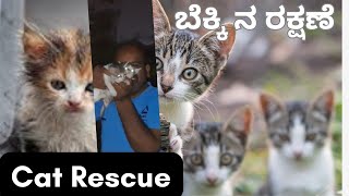 Cat Resue bekkina rakshane ಬೆಕ್ಕಿನ ರಕ್ಷಣೆ [upl. by Eoz609]