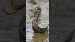 Mudskipper a fish that can walk and live on land [upl. by Henderson]