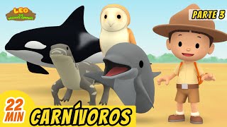 Carnívoros Episodio Compilación Parte 36 Español  Leo El Explorador  Animación  Familia [upl. by Eynahpets]