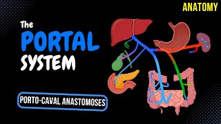 Portal Venous System EASY Scheme  Anatomy [upl. by Eitsirk534]