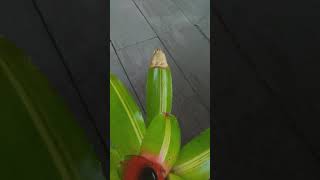 Trim bromeliad leaves naturally [upl. by Nyrhtak]